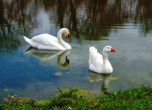 FREEDOM CHOICE ,RESPECT 139015695 l